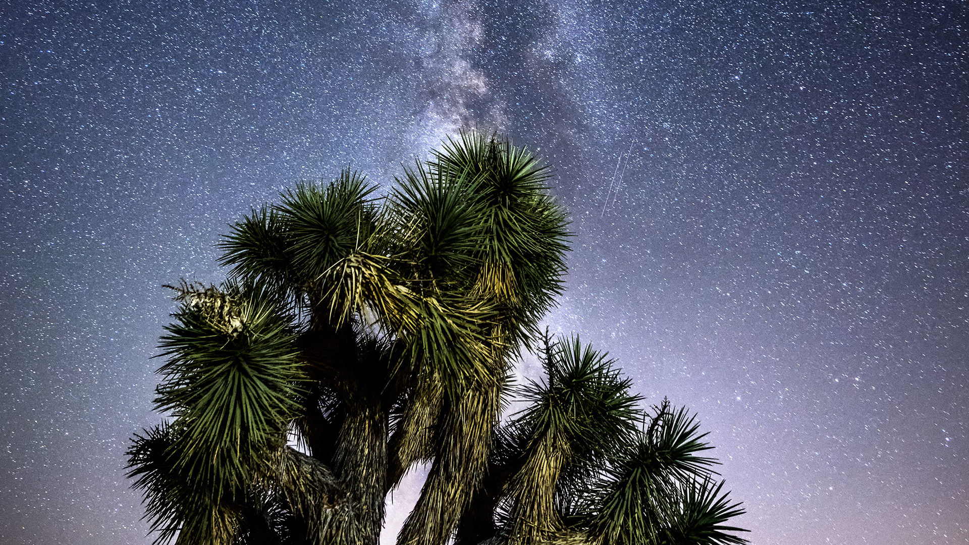 Milky Way view above a Joshua tree